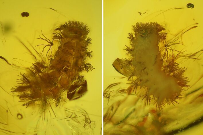 Detailed Fossil Millipede (Polyxenidae) In Baltic Amber #128321
